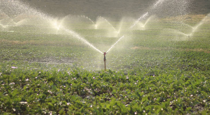 Between hot weather negatively impacting crops and the European Union unlikely to interfere more in the market to protect its sugar industry, it's a messy summer in European sugar.