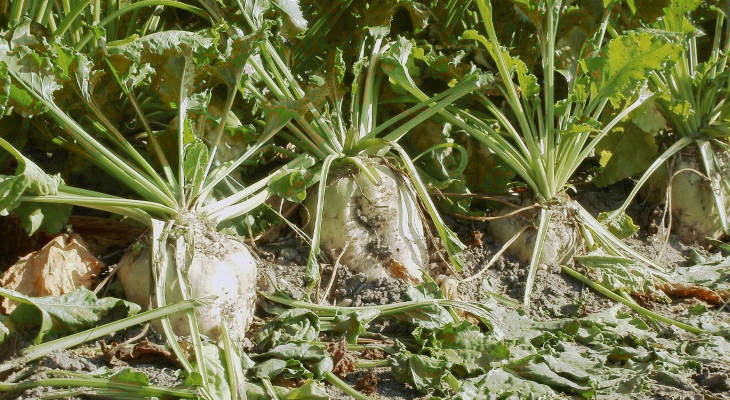 Drought and heat waves have damaged some crops while supported others, so this year's production is still anyone's game—or guess