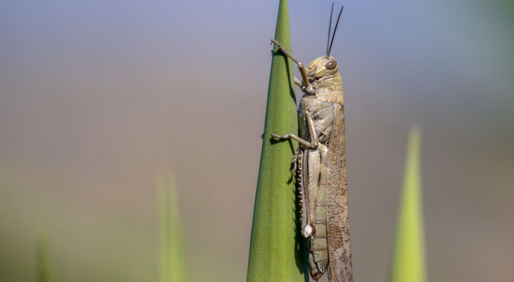 This special report looks at the growing locust threat in the East African region and what the sugar industry can expect from the coming biblical-sized plague this summer.