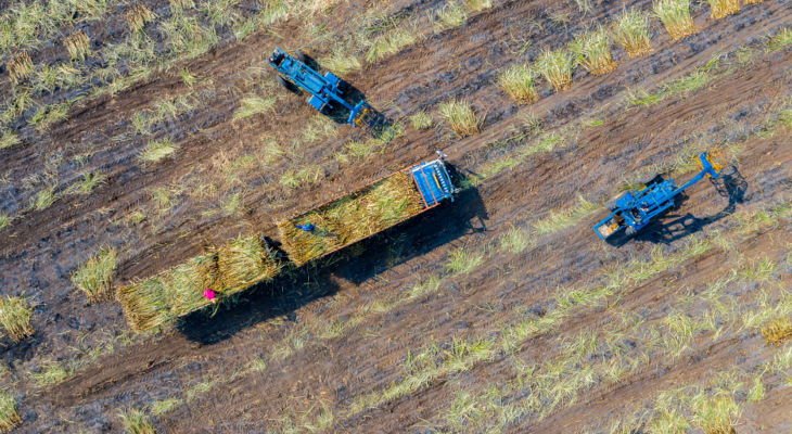 The Thai crop is shrinking but so is demand due to COVID-19 but it's too early to tell what the end results will be for either this next season.