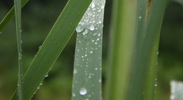 A reduced Thai crop helps Australian exports despite a rain-plagued start to the crush.