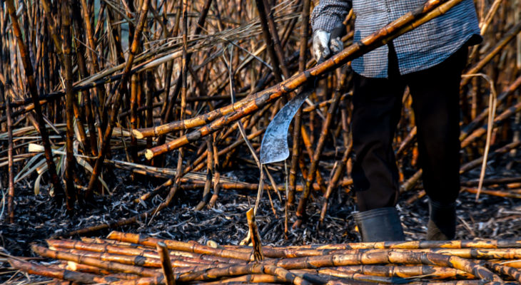 Much of the East Asian crush is getting ready to ramp up but the markets aren't ready to receive more sugar.