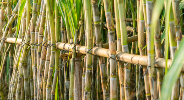 The sugar market may be quiet during the Lunar New Year period but ethanol is a hot topic for Q1.