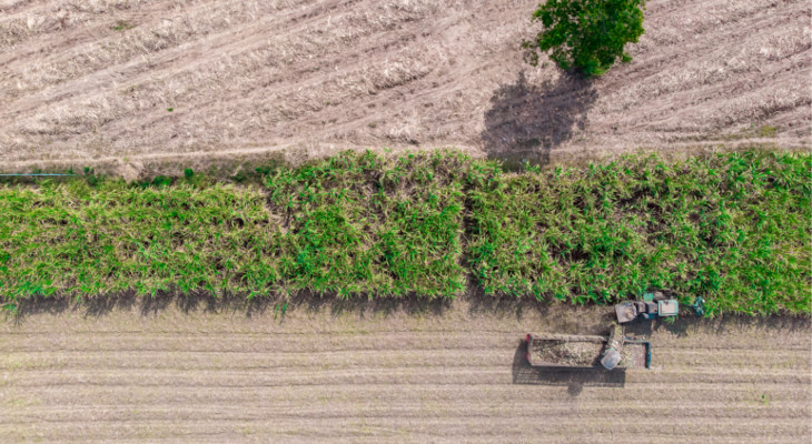 The Thai crop is easing up while the Australian industry is facing challenges that may impede its future.
