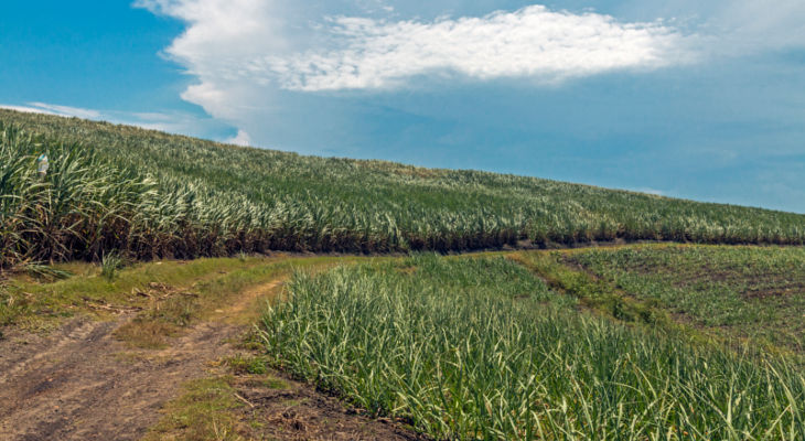 Eastern African sugar markets are shifting under the weight of a tighter world market.