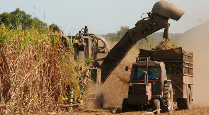 Rain has helped the Thai crop, but only in some areas, while the Australian crush is more than half-way finished.