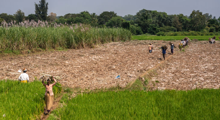Cane pricing reform is still difficult to move through but there may be some middle ground.