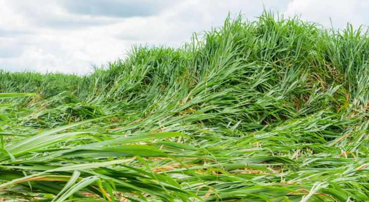 The Chinese may have accidentally and seriously overbought sugar ahead of the next season.
