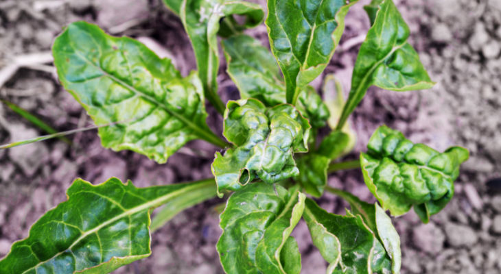 Winter weather in Europe has caused a lot of questions about the risk of aphids come spring, while expected production levels mean Europe will remain a net importer.