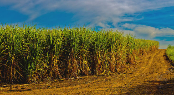 The Kenyan sugar industry is pumping out sugar with more on the way while Ethiopia is opening up again to commodity trade and there's a new big player in town in Southern Africa.