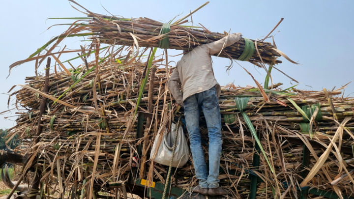 The continued cane price populism and the government’s going slow on raising minimum support price and hiking export quota for sugar are major downside risks for the Indian sugar industry.
