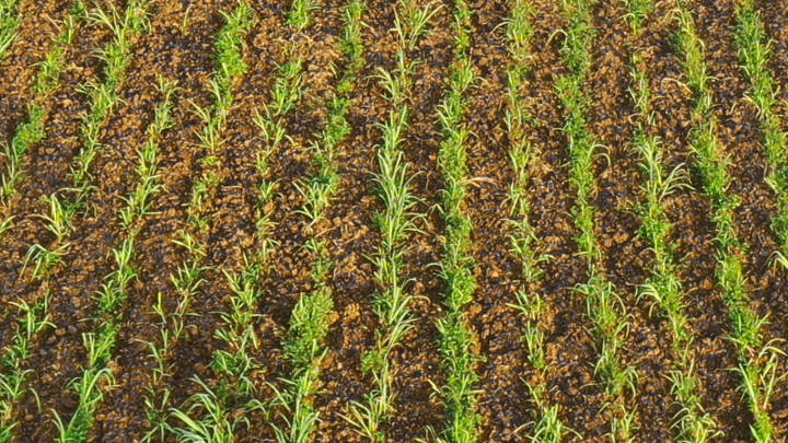 Monsoon rain deficit is to lower India’s cane and sugar output, and in turn its exports in the upcoming sugar season.