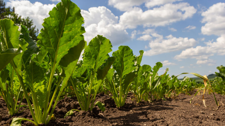 Prolonged rainfall is benefitting the sugar beet crops in the northern European plain and in the United Kingdom
