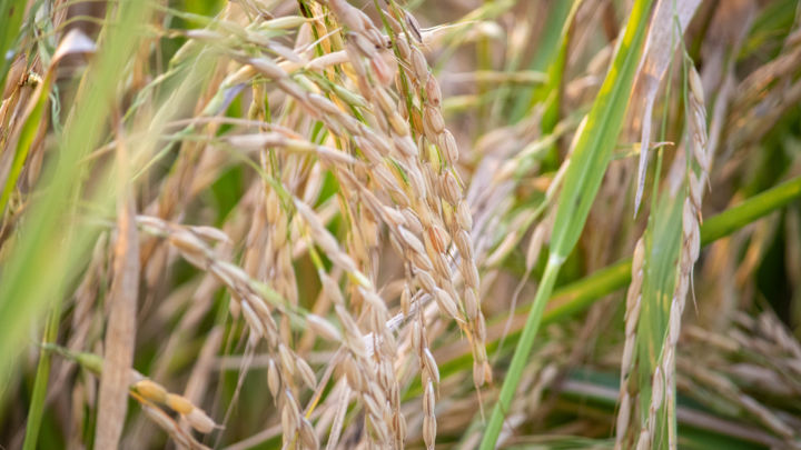Discontinuance of supply of rice by FCI to grain-based distilleries and lower cane sugar output to cap the supply of ethanol for blending.