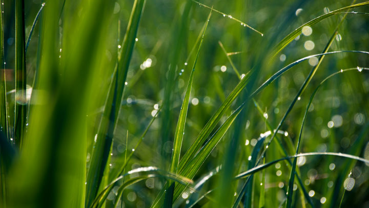 Although the crush in the Centre-South has been progressing at a strong pace, forecasts of rainfall over the next couple of weeks have the markets feeling a little jittery.
