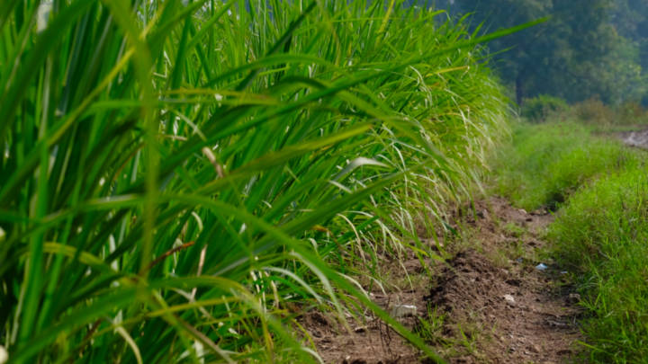 Lower production may prompt sugar exports being shifted from a ‘restricted’ to ‘prohibited’ category and stringent stock holding limits introduced.