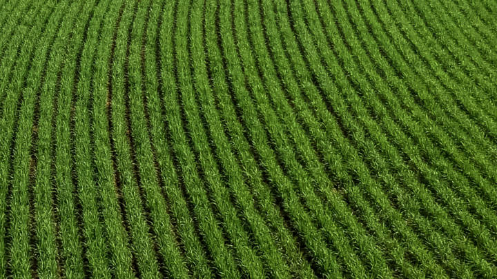 With the global sugar industry seeing both a deficit in trade flows and a small production surplus in 2023/24, all eyes are on Brazil as dry weather raises drought concerns.