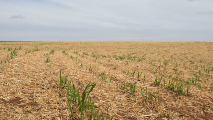 Low rainfall in Centre-South Brazil has led to a bumper crop in the 2023/24 season, but may also affect the development of the cane for 2024/25.