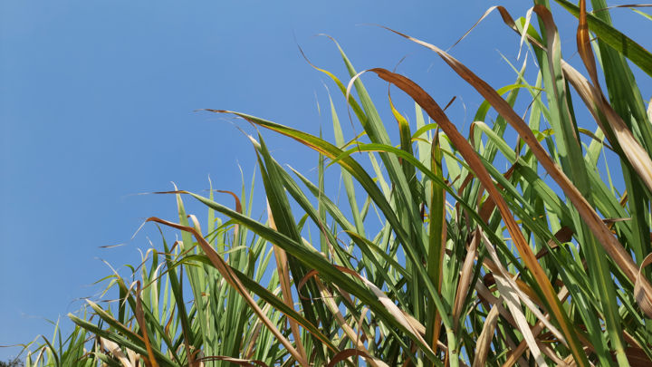 Helped by stringent curbs on exports and no relaxation on feedstock restrictions for ethanol production, India’s effective sugar supply is likely to be higher than earlier estimates.