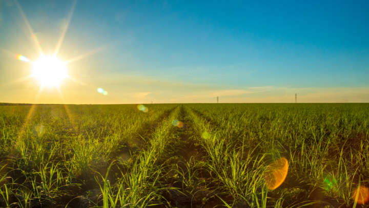 Continued dry weather in Centre-South Brazil helps sugar exports reach record levels, but lack of rain threatens cane development for next year’s crush.