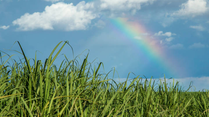 The return of rain to Centre-South Brazil has put pressure on sugar prices, but there is some uncertainty about whether the coverage will be sufficient to assuage concerns over cane development.