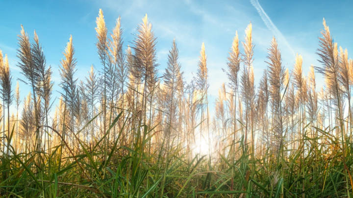 Signs of drought stress in Centre-South sugarcane fields brings a bearish outlook to a sugar market trying to process the implications of Trump’s trade tariffs.