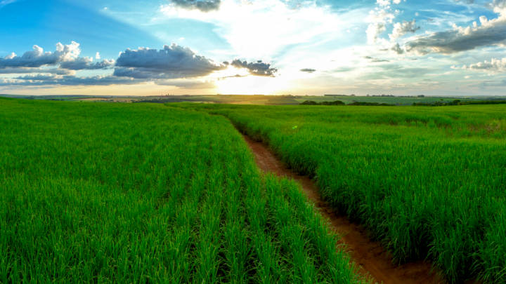 Sugar prices remain in the doldrums as rains return to Centre-South Brazil, improving prospects for sugarcane development, but also delaying the crush in places.