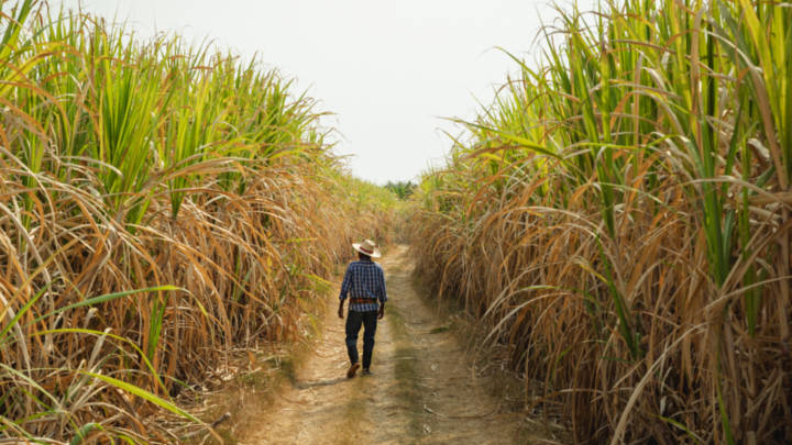 The ongoing Chinese ban on sugar syrup and premixed powder from Thailand, combined with increased sugar supplies from Brazil and India, is expected to limit export demand. Adding further to the Thai sugar industry’s woes, the sugar tax aimed at discouraging the consumption of sugar-rich foods and beverages is likely to cap domestic demand. Together, they pose significant downside risks to the sustainability of the Thai sugar industry.