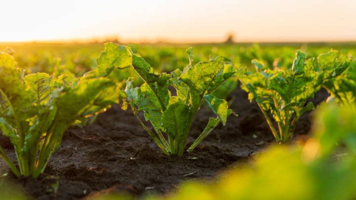 A smaller area planted to sugarbeet could see European sugar production fall by 10% in the coming season.