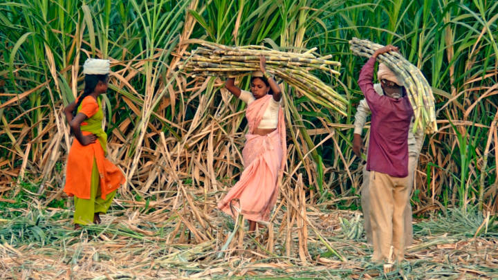 With increased cane acreage and improved water reservoir levels, the state of Maharashtra holds the key to India’s sugar output and exports in the upcoming sugar season.