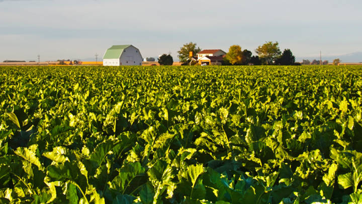 Judith Ganes' exclusive guide to the changes to the US Sugar Program in the new US Farm Bill