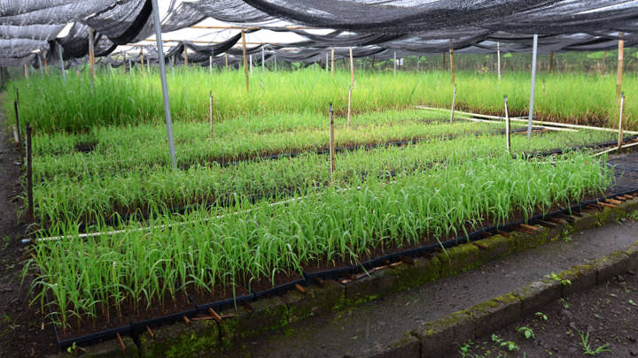 Import-dependent East Asian countries, particularly major consumers like Indonesia and China, are taking action to reduce their reliance on foreign sugar supplies through the tightening of import controls, ramping up of domestic production, and the introduction of disincentive schemes to reduce consumption.